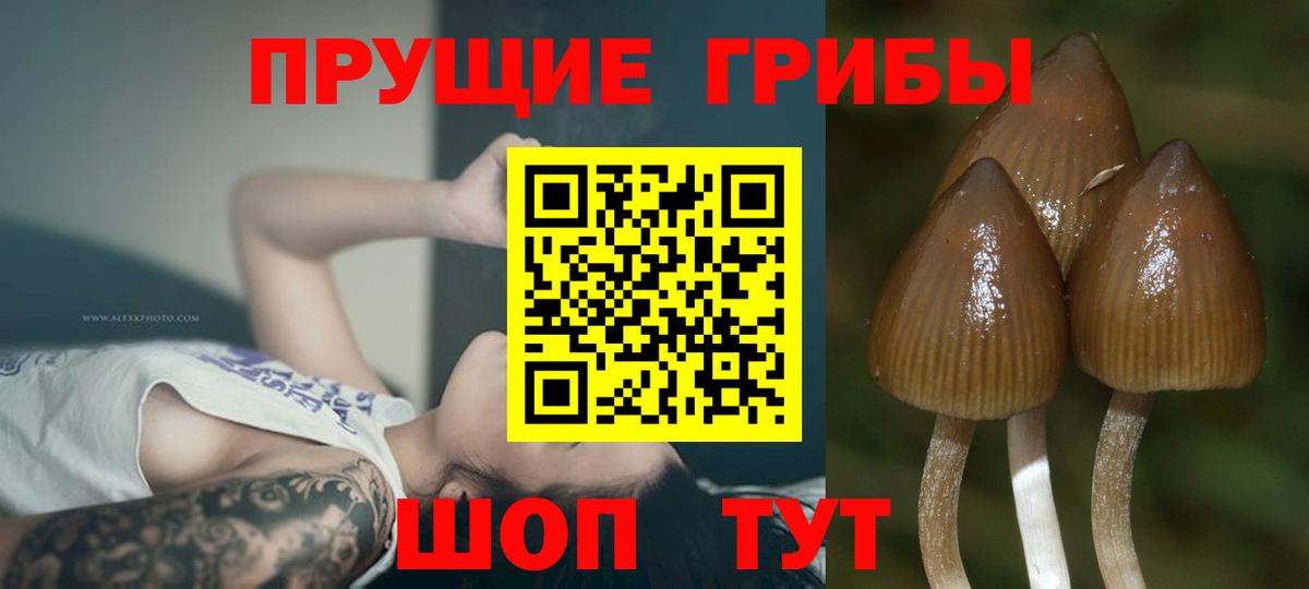 Кольчугино  Галлюциногенные грибы Psilocybe  Вход с VPN  Псилоцибиновые грибы мухоморы 